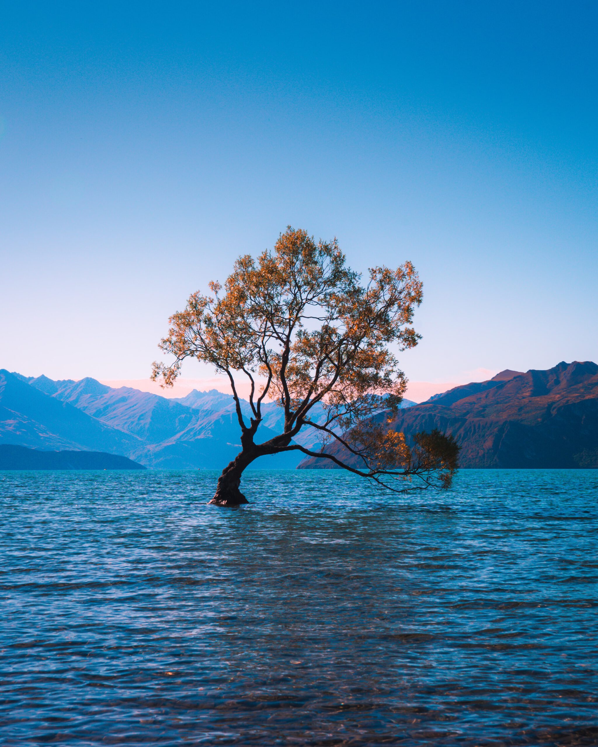 Ein Baum ragt aus einem See